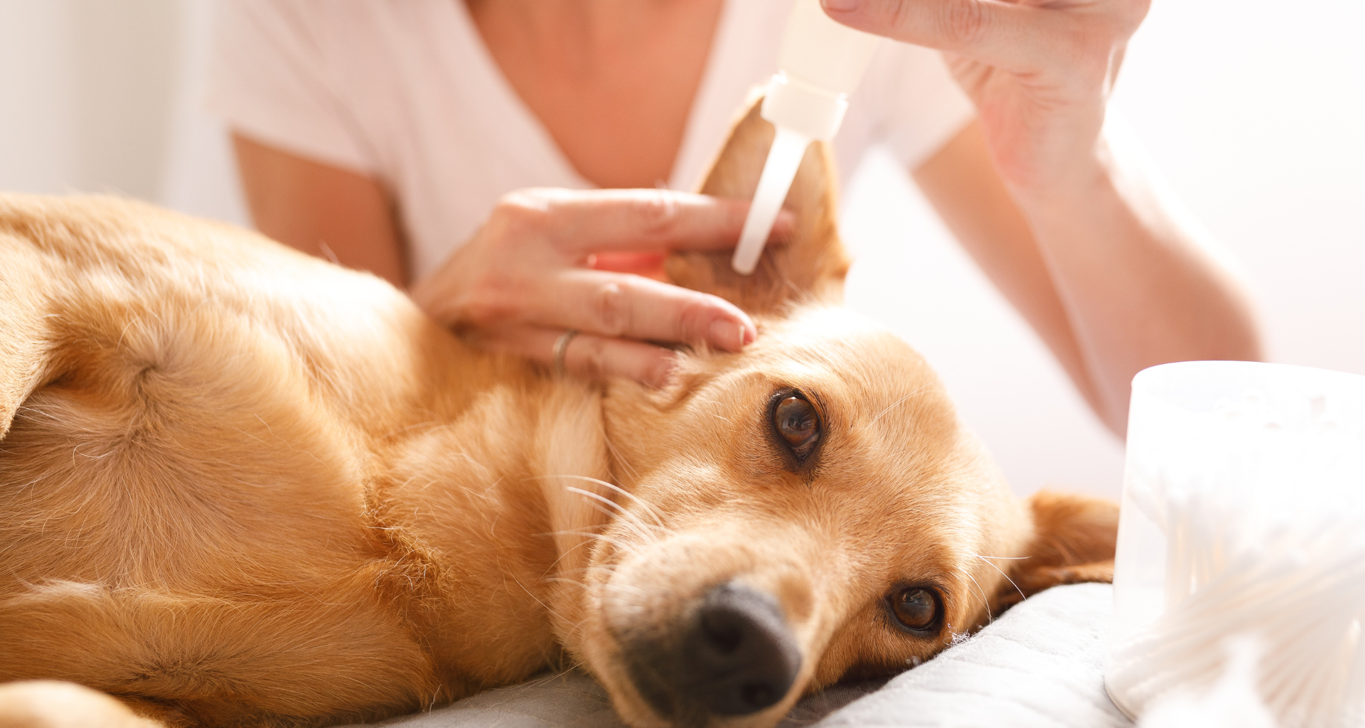 Como o Atendimento Veterinário Domiciliar Pode Ser Ideal para Pets em Alphaville e Região