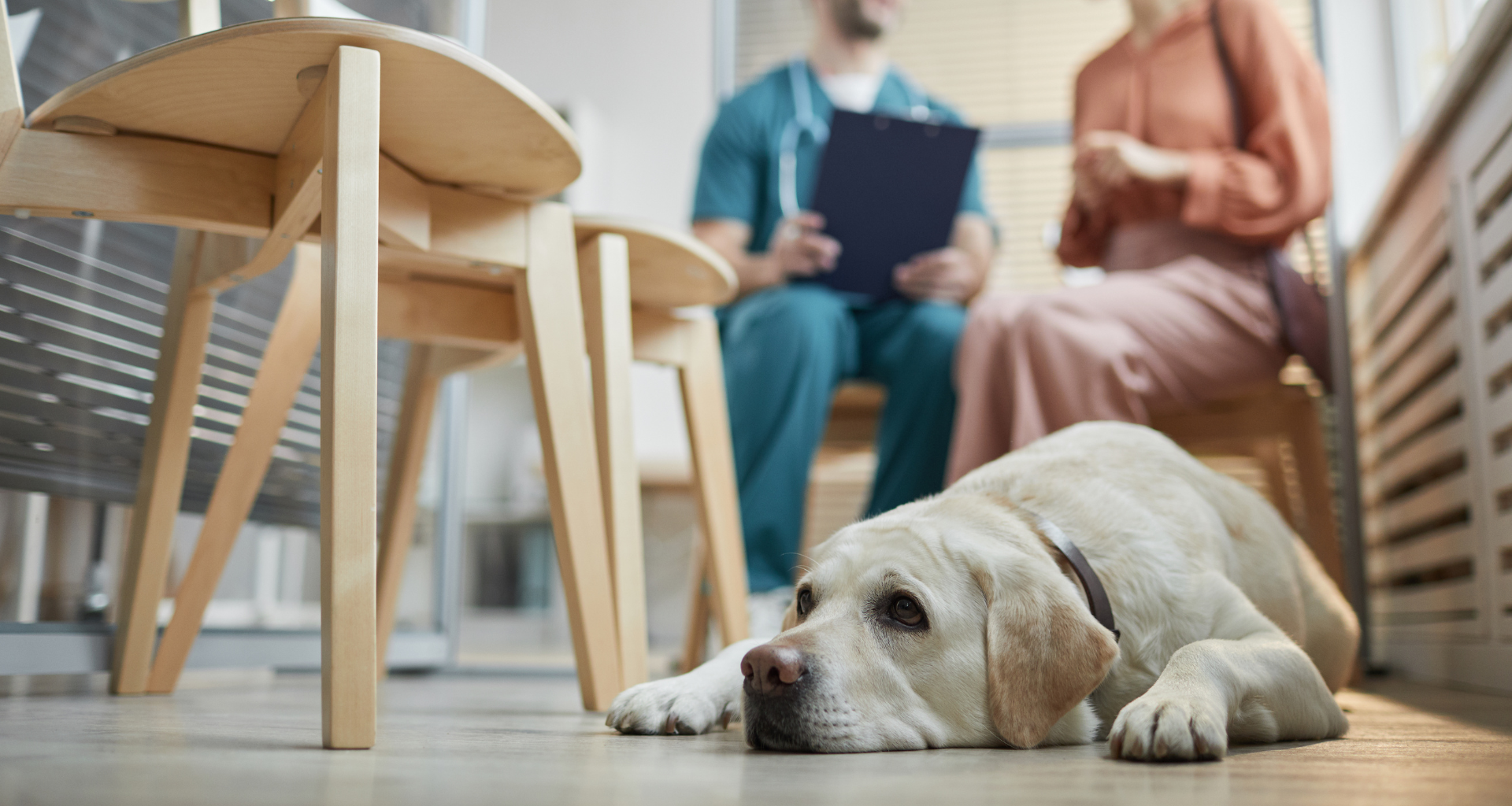 5 Razões para Escolher o Atendimento Veterinário Domiciliar para Seu Pet